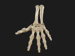 Ossos da m&atilde;o e do antebra&ccedil;o Modelo 3D