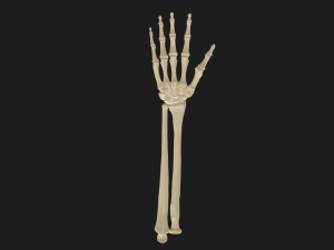 Hand and forearm bones Modèle 3D