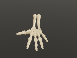 Hand and forearm bones Modèle 3D