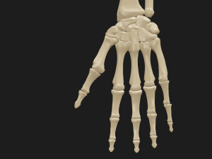 Hand and forearm bones Modèle 3D