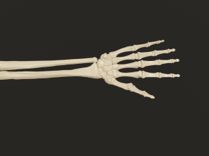 Hand and forearm bones Modèle 3D