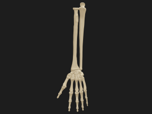 Hand and forearm bones Modèle 3D