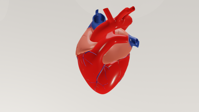 Human heart 3D Model .c4d .max .obj .3ds .fbx .stl .blend 