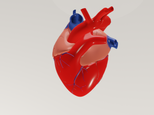 Human heart Modelo 3D