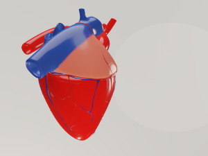 Human heart 3D Model