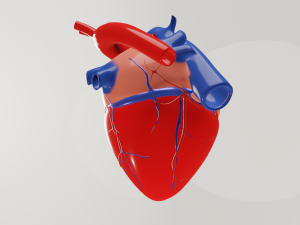 Human heart 3D Model