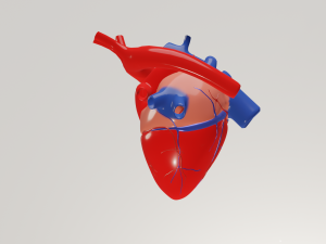 Human heart 3D Model