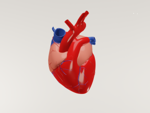 Human heart 3D Model
