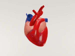 Cora&ccedil;&atilde;o humano Modelo 3D