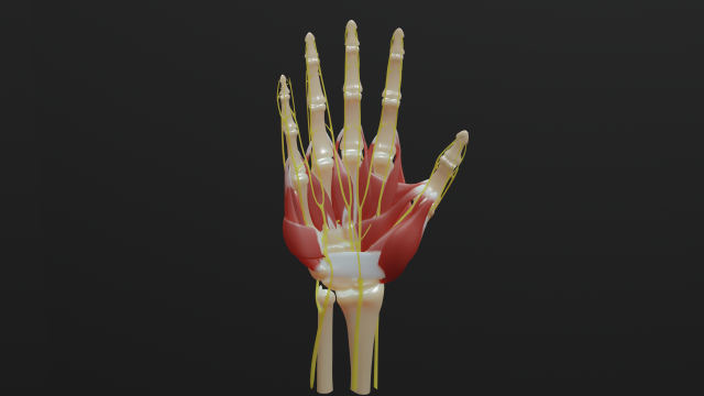 All hand muscles bones and nerves 3D Model .c4d .max .obj .3ds .fbx .stl .blend 
