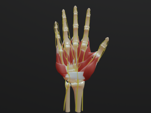 All hand muscles bones and nerves Modelo 3D