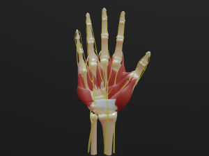 Todos os m&uacute;sculos da m&atilde;o, ossos e nervos Modelo 3D