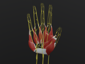 All hand muscles bones and nerves 3D Model