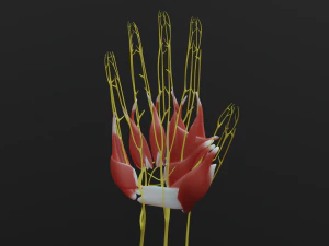 All hand muscles bones and nerves 3D Model
