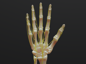 All hand muscles bones and nerves 3D Model