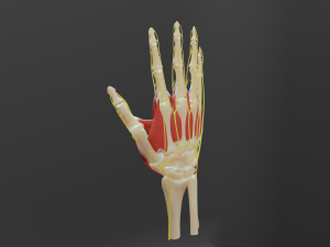 All hand muscles bones and nerves 3D Model