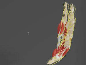 All hand muscles bones and nerves 3D Model