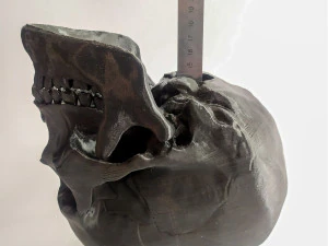 Human scull 3D Print Model