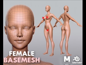 Female Anatomy Modelo 3D