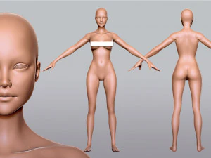 Female Anatomy 3D Model