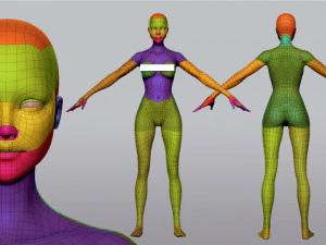 Female Anatomy 3D Model