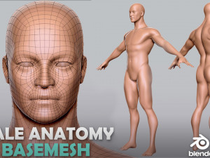 BaseMesh Collection Male Female Muscular man 3D Модель