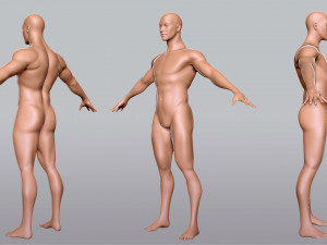 BaseMesh Collection Male Female Muscular man 3D Модель