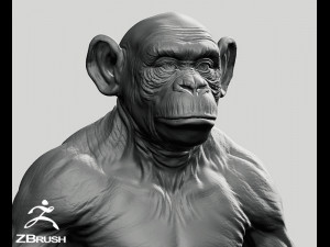 Chimpanzee model Model 3D
