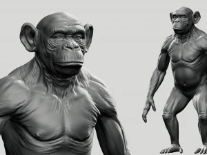 Chimpanzee model 3D Model