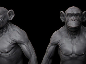Chimpanzee model 3D Model