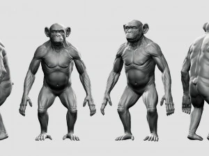 Chimpanzee model 3D Model