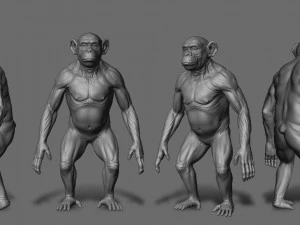 Chimpanzee model 3D Model