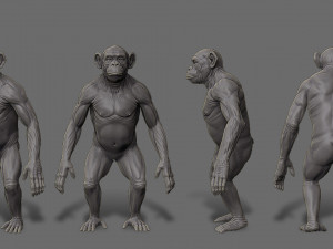 Chimpanzee model 3D Model