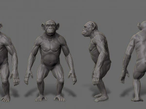 Chimpanzee model 3D Model