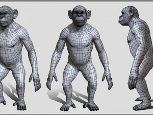 Chimpanzee model 3D Model