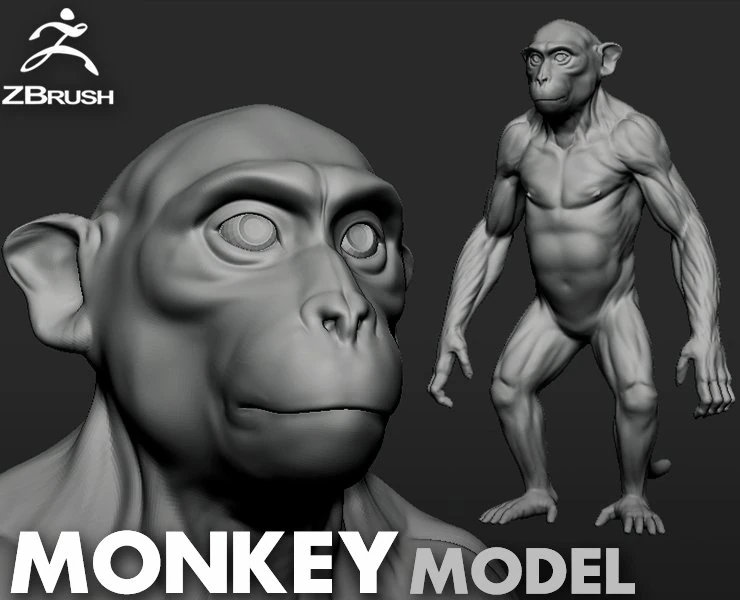 Monkey Model 3D Model .c4d .max .obj .3ds .fbx .stl .blend