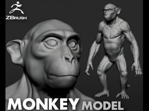 Monkey Model 3D Model