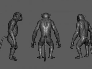 Monkey Model 3D Model