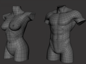 Torso Male Female BaseMesh - Topology UV Map 3D Модель