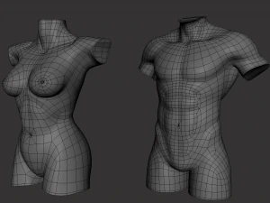 Torso Male Female BaseMesh - Topology UV Map 3D Model