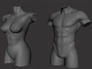 Torso Male Female BaseMesh - Topology UV Map 3D Model