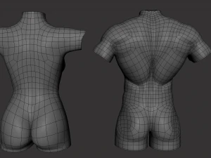 Torso Male Female BaseMesh - Topology UV Map 3D Model