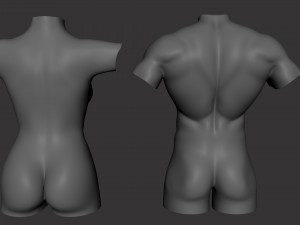 Torso Male Female BaseMesh - Topology UV Map 3D Модель