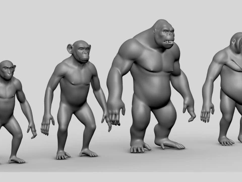Primate Pack BaseMesh Monkey Chimp Gorilla Orangutan 3D Model