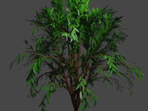 TreeCallistemon 3D Model