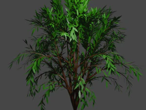 TreeCallistemon 3D Модель