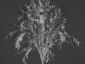 TreeCallistemon Modelo 3D