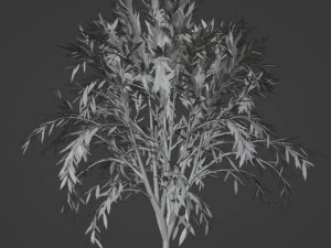 TreeCallistemon 3D Model