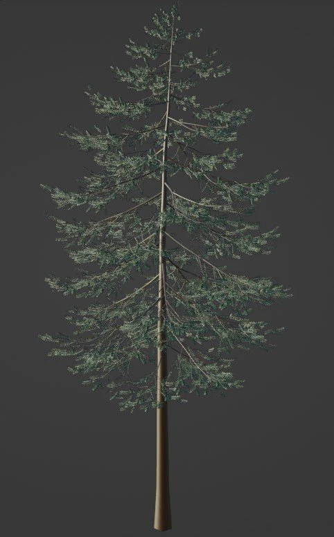 Tree Douglas fir Thick 3D Model .c4d .max .obj .3ds .fbx .stl .blend