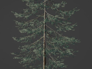 Tree Douglas fir Thick 3D Model